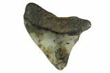 Bargain, Megalodon Tooth - North Carolina #152814-1